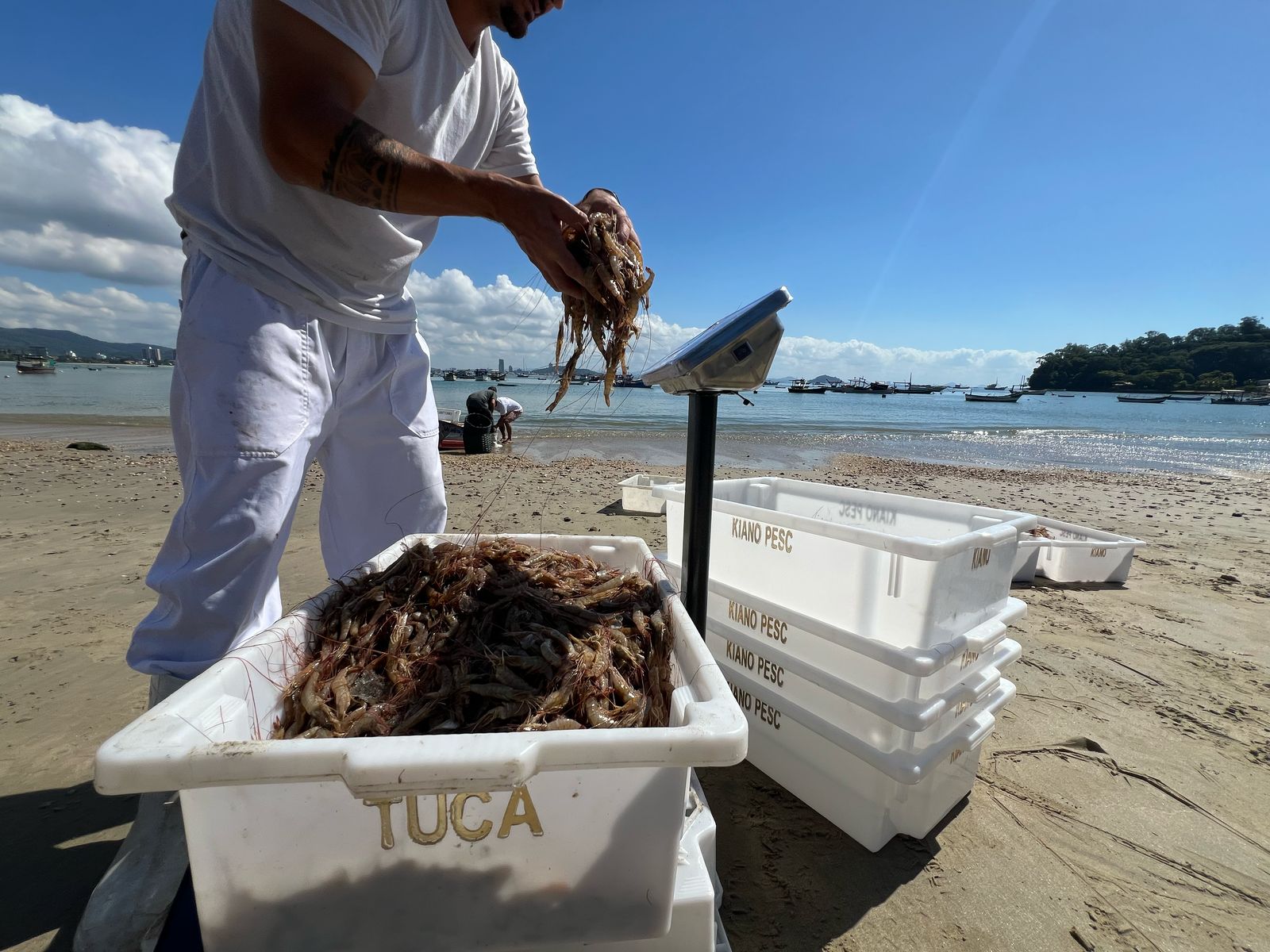 Temporada do camarão começa em Penha com expectativa de 30 toneladas em apenas três dias; VÍDEO