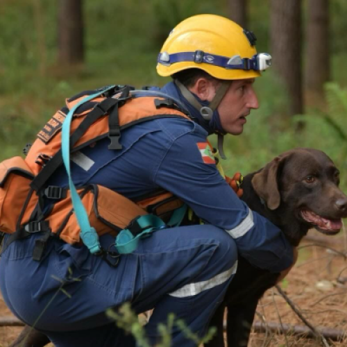 Bombeiro militar e cão de busca possuem o maior número de certificações nacionais ativas do país