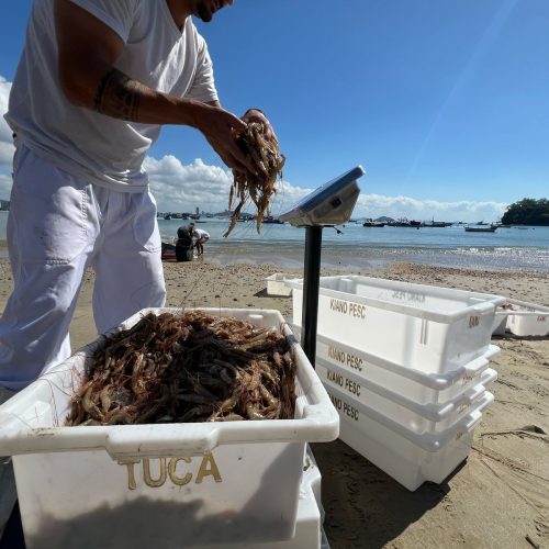 Temporada do camarão começa em Penha com expectativa de 30 toneladas em apenas três dias; VÍDEO